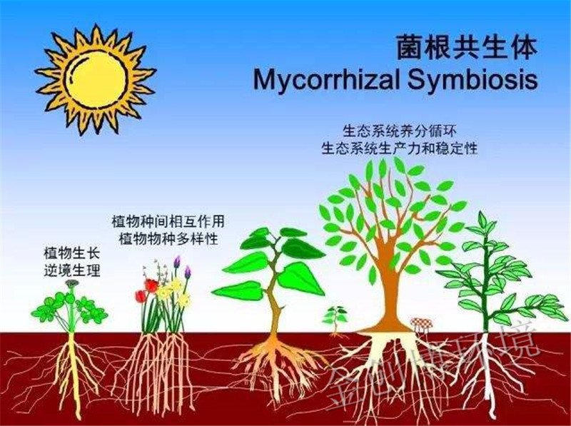 菌根共生体