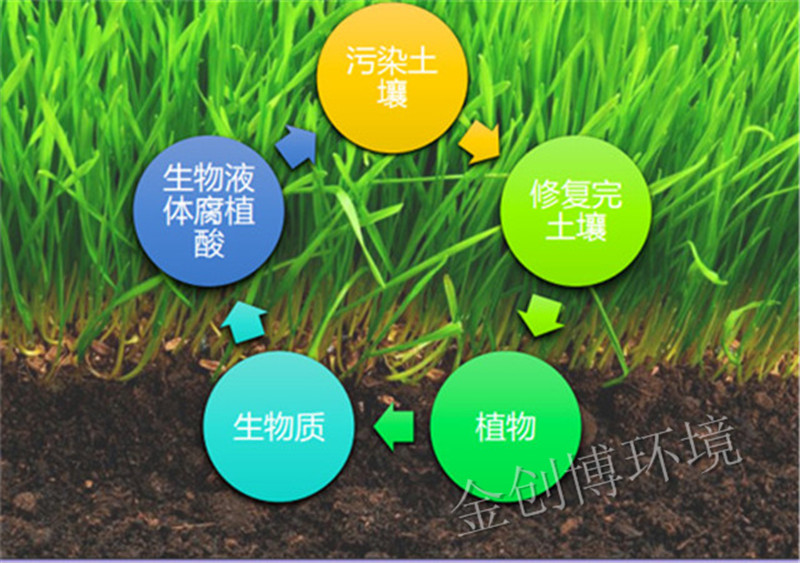 植物修复的流程
