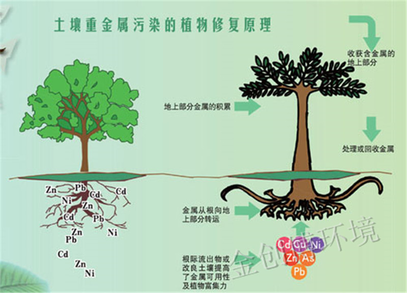 重金属污染的土壤植物修复